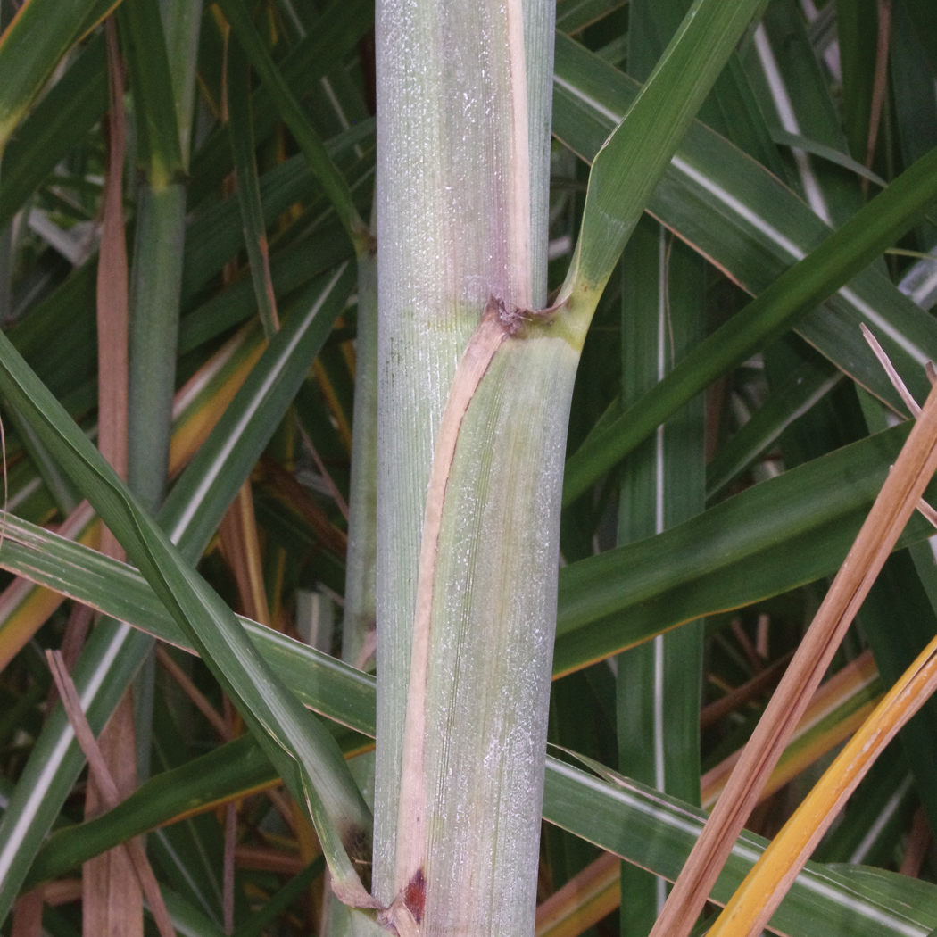  Leaf sheath margin – Distinct necrotic leaf sheath margins.